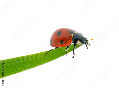 Bright red ladybird on green leaf isolated on white