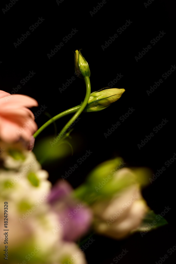 Colorful flower puget, gerbera pink, blue roses, dahlia on a dark background. Colorful flower puget, gerbera pink, blue roses, dahlia on a dark background.