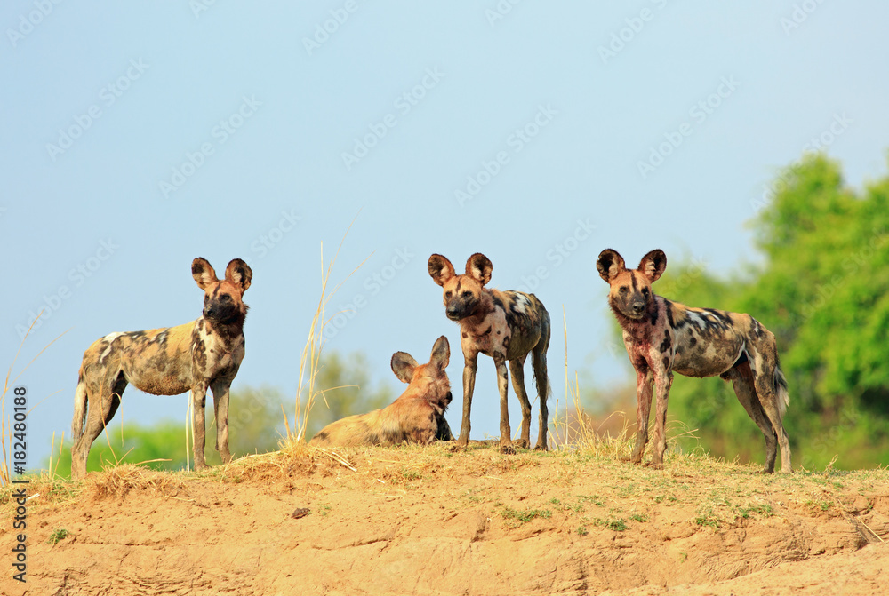 Foto Pack of wild dogs (Painted Dog - Lycaon pictus) standing on top of a sand bank w
