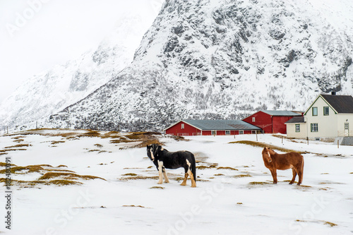 Norwegian bulls