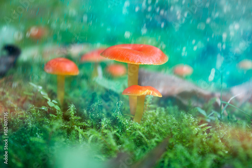 Mushrooms in the miracle forest