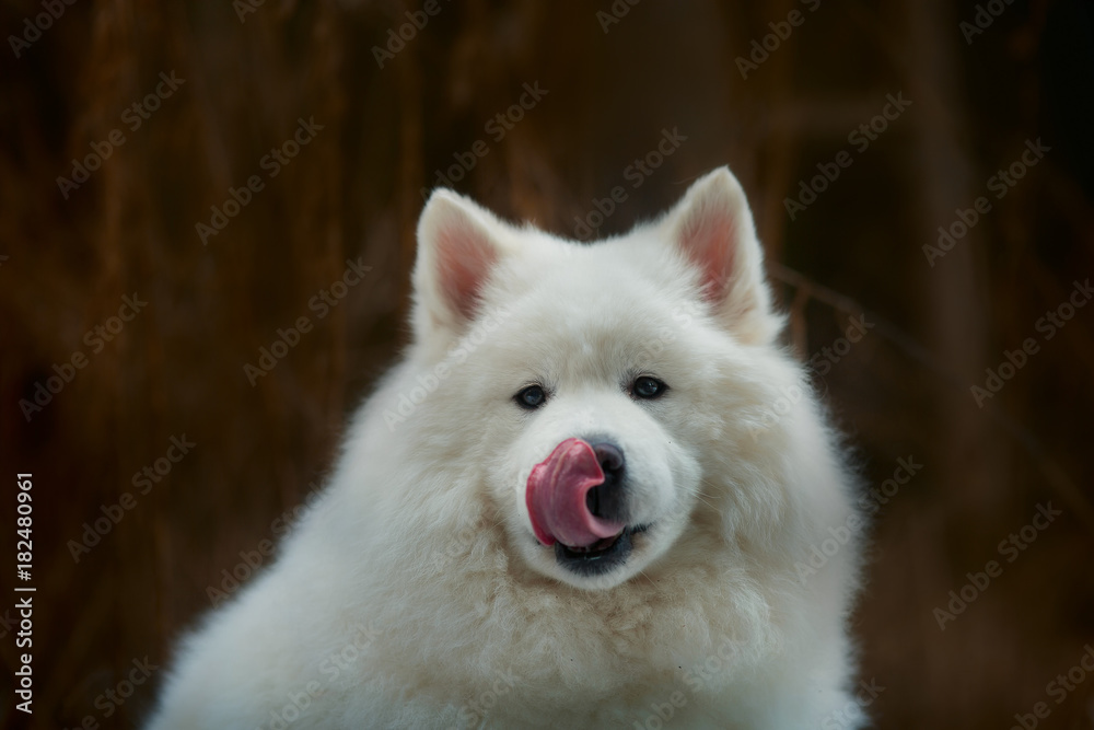 Fototapeta premium Samoyed white fluffy dog funny portrait