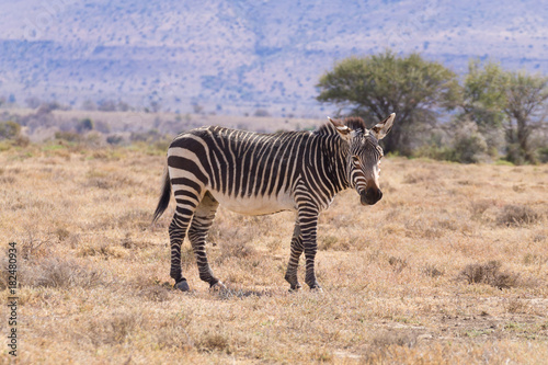 Cape mountain zebra, South Africa