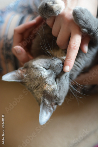 Cat playing with human hand - animal planet, grey kitten