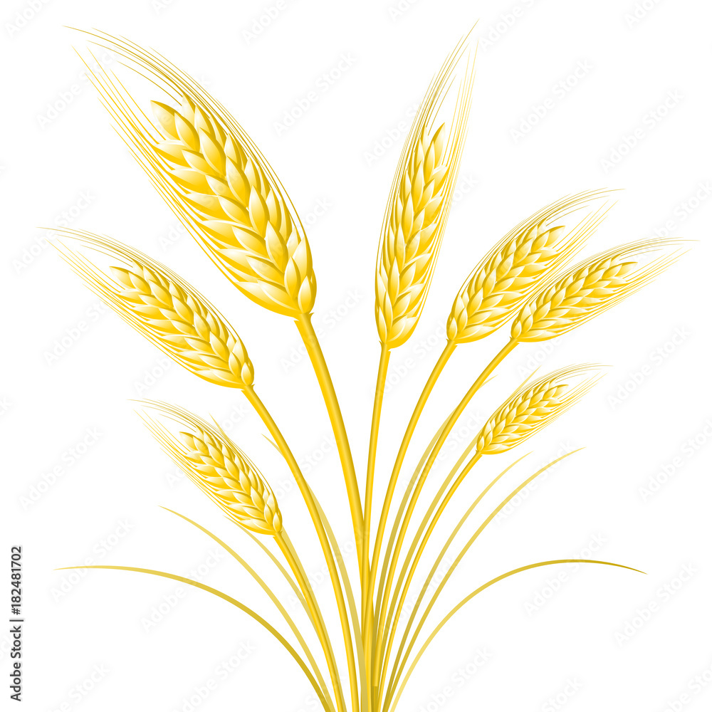 Crop illustration Crop illustration