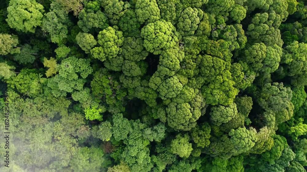 Aerial view. Circling around beautiful forest in Asia. Aerial view. Circling around beautiful forest in Asia.