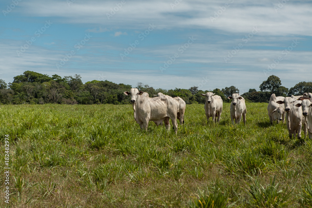 cattle in field