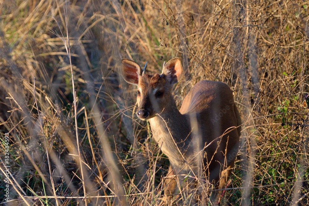 Fototapeta premium Corzuela