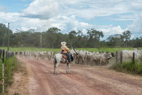 Cowboy herding cattle in farm