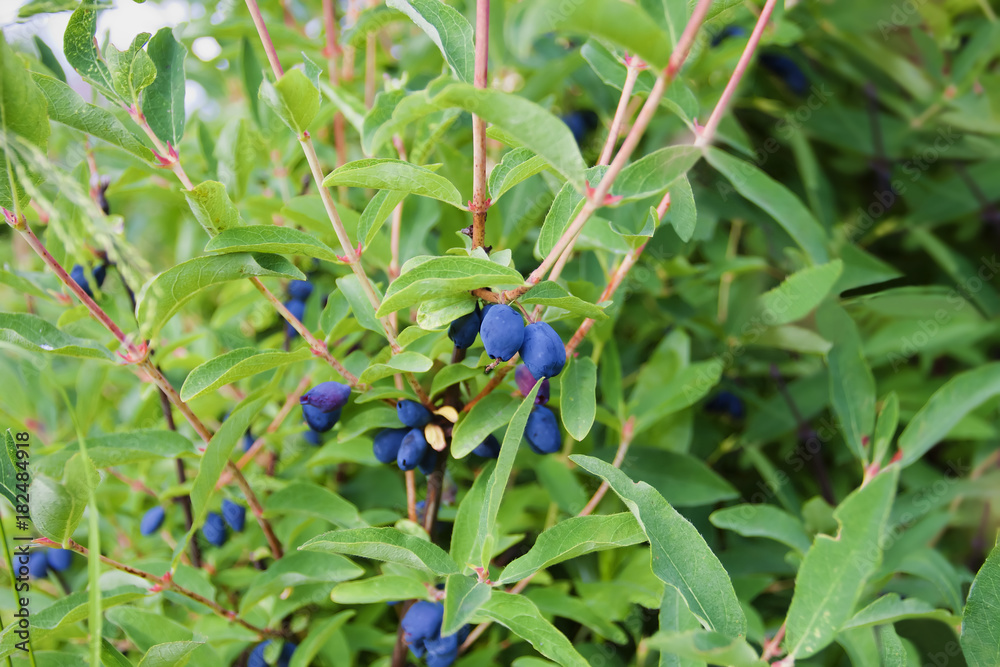 Ripe berries on honeysuckle bush (Lonicera caerulea) in garden. Common