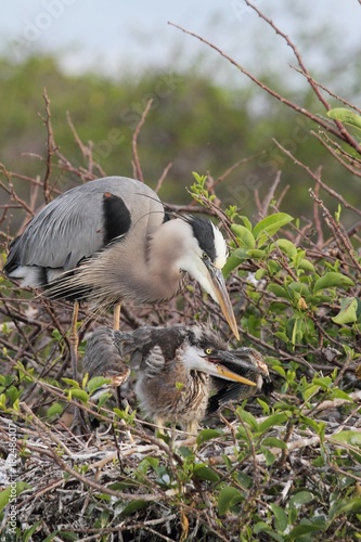 Great Blue Heron Feeding Babies