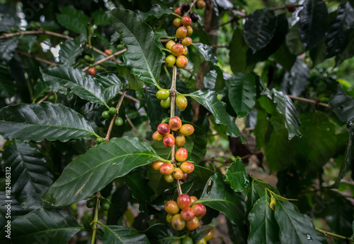 Coffea tree is a genus of flowering plants whose seeds, called coffee beans, are used to make various coffee beverages and products.