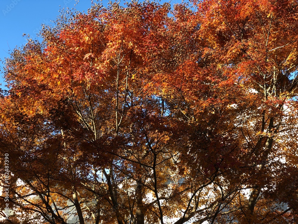 These are some colors of Autumn These are some colors of Autumn
