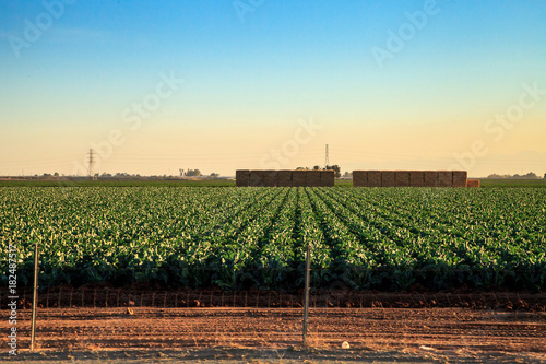 Green Rows of Agriculture fields in Calexico