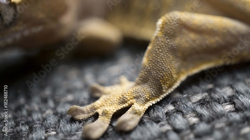 Lizard Legs - Crusted Gecho.jpg