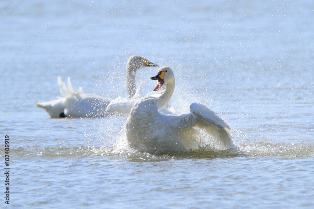 はしゃぐ白鳥　Happy swan	