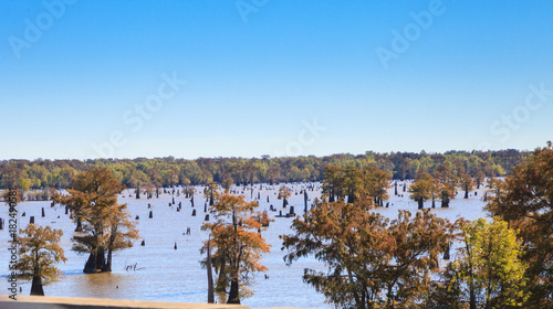 trees grow in and around the Atchafalaya River in Mississippi photo