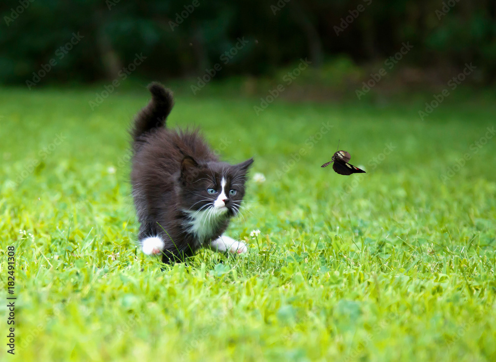 A kitty is running on the grass chasing a butterfly