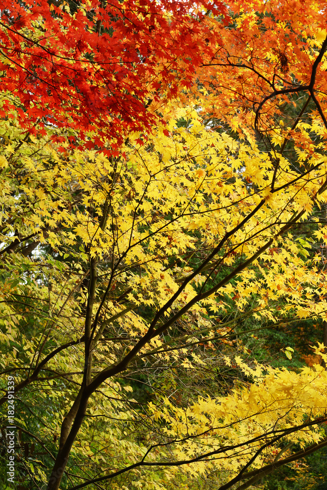 紅葉風景 京都 紅葉風景 京都