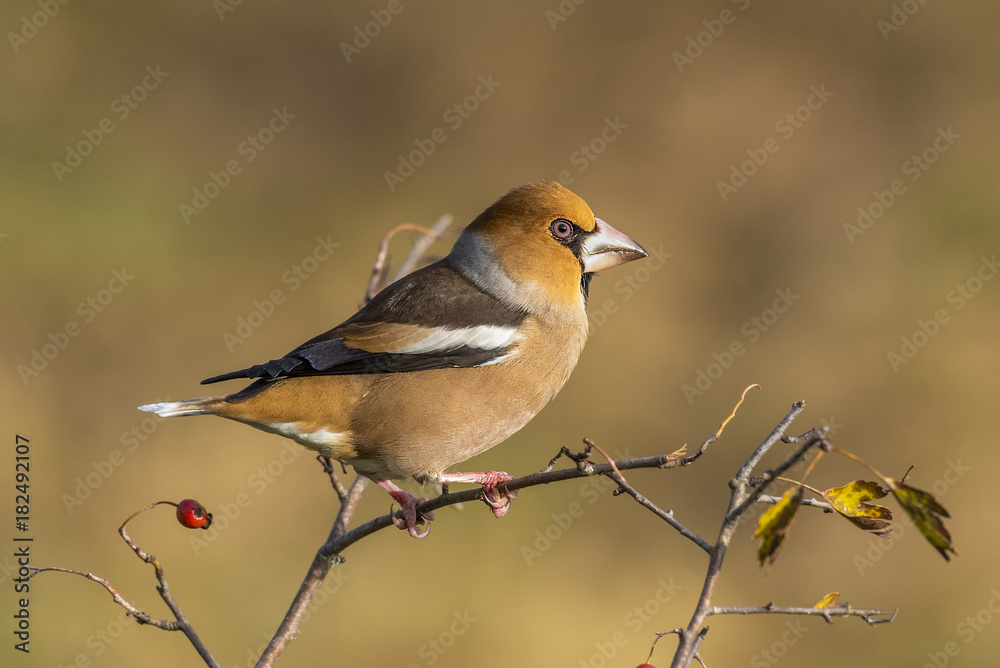 Fototapeta premium hawfinch, Coccothraustes coccothraustes