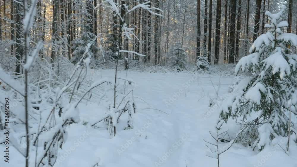 Point of view. Moving through snowy forest on sunset. Beautiful Winter Forest. Winter background Point of view. Moving through snowy forest on sunset. Beautiful Winter Forest. Winter background