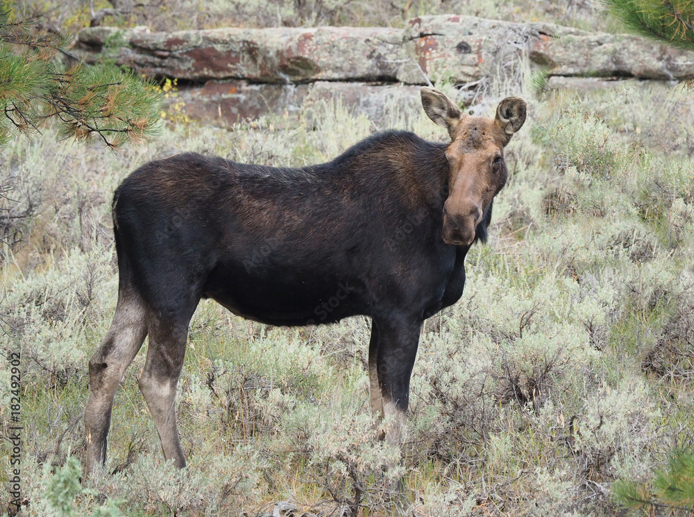Female Moose Standing Among the Sage Brush in Flaming Gorge National Park Female Moose Standing Among the Sage Brush in Flaming Gorge National Park