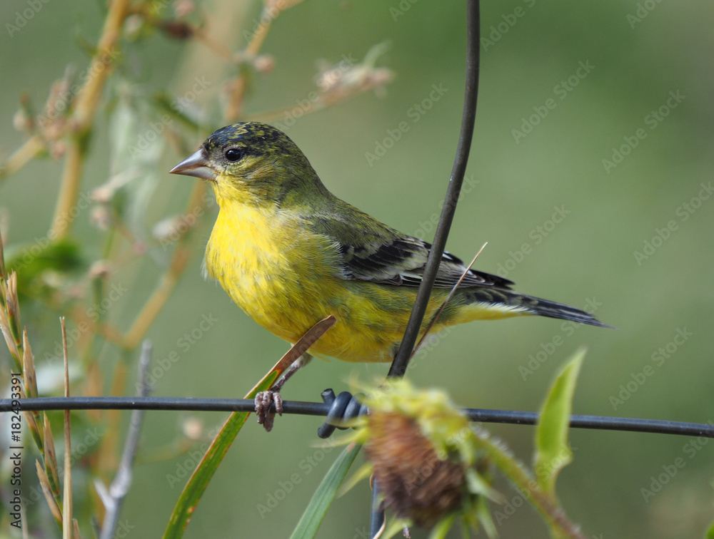 Fototapeta premium Female Lesser Goldfinch Perched on a Fence