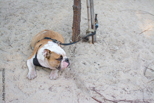 Sad dog on beach