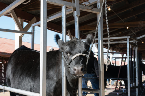 Angus heifer in blocking chute