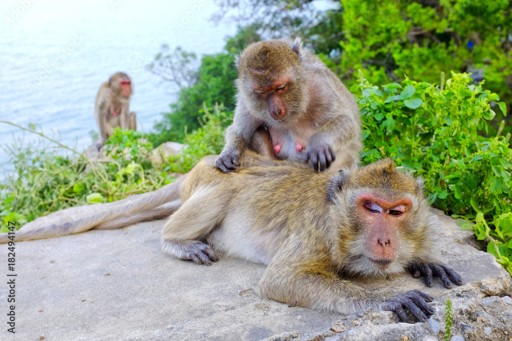 Monkey grooming