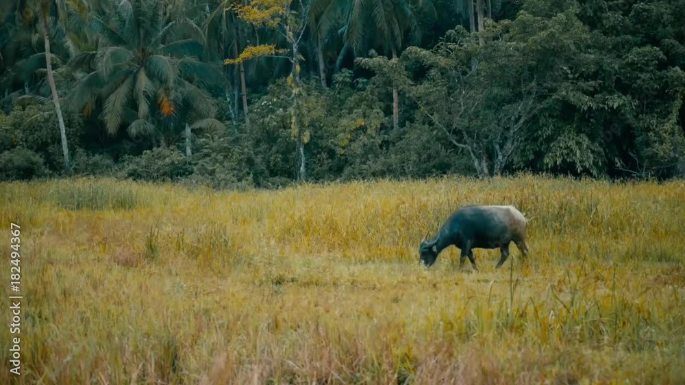 Still shot of Bull eating grass on tropical field land Still shot of Bull eating grass on tropical field land