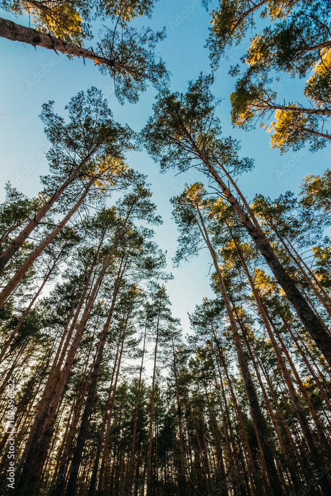 Fototapeta premium High straight pine trees stretch towards the sky