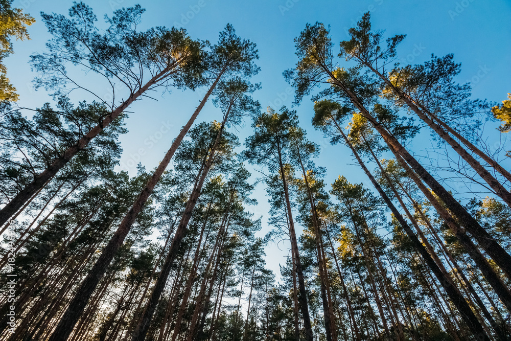 Fototapeta premium Tops of pines on the sky background
