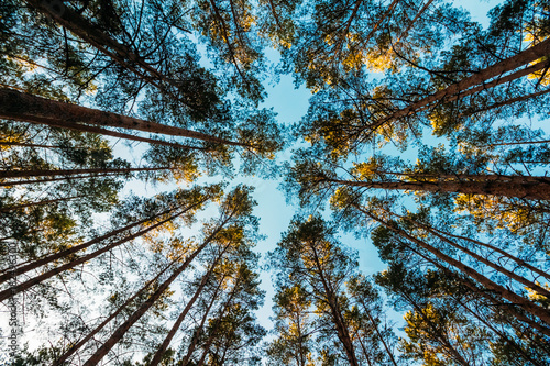 Crowns of pine trees against the sky