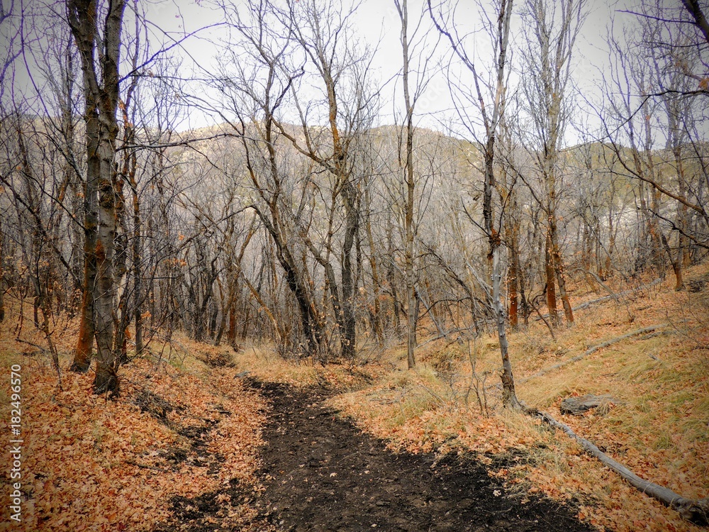 Late Fall panorama forest views hiking, biking, horseback trails through trees on the Yellow Fork and Rose Canyon Trails in Oquirrh Mountains on the Wasatch Front in Salt Lake County Utah USA. 