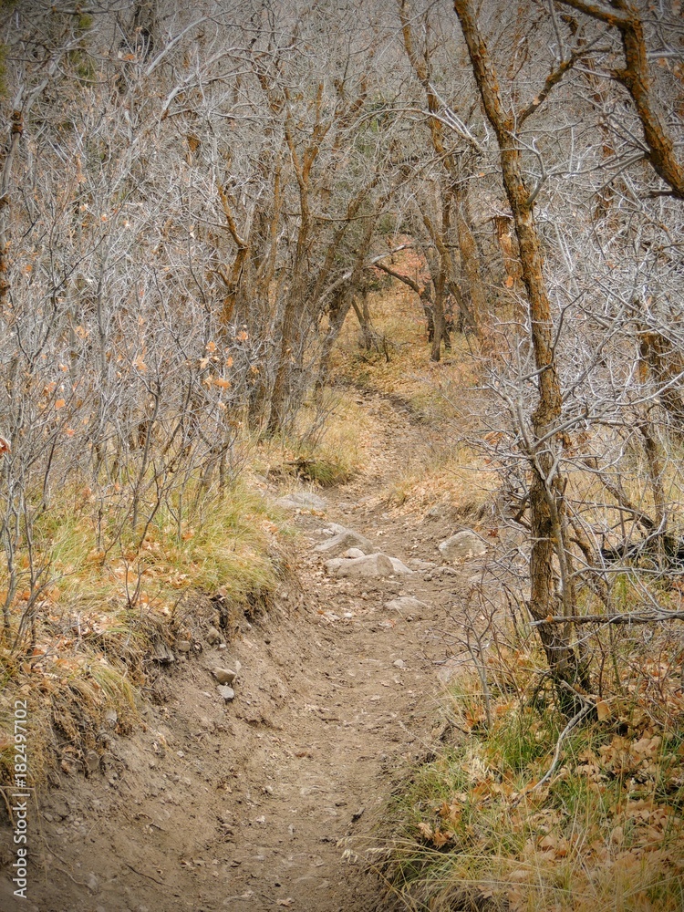 Late Fall panorama forest views hiking, biking, horseback trails through trees on the Yellow Fork and Rose Canyon Trails in Oquirrh Mountains on the Wasatch Front in Salt Lake County Utah USA. Late Fall panorama forest views hiking, biking, horseback trails through trees on the Yellow Fork and Rose Canyon Trails in Oquirrh Mountains on the Wasatch Front in Salt Lake County Utah USA.