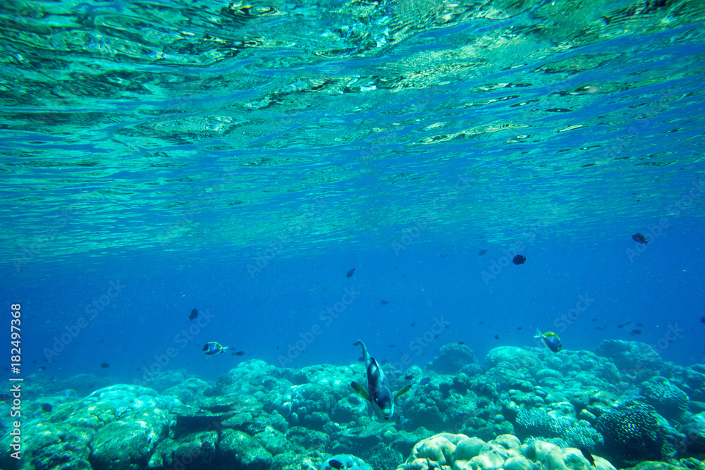 Obraz premium Underwater blue ocean background in sea