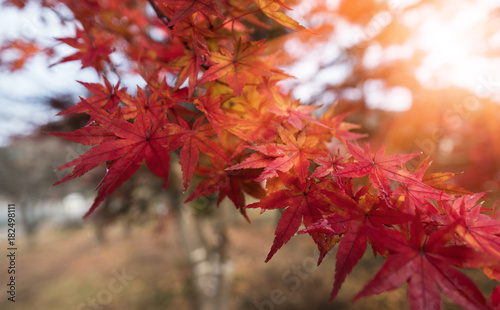 Selective focus of maple leaves in Autumn