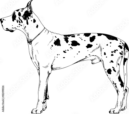 pedigree dog drawn in ink by hand on a white background