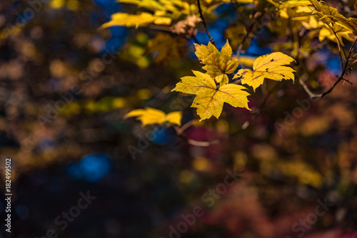 Tela Yellow maple leaves for background