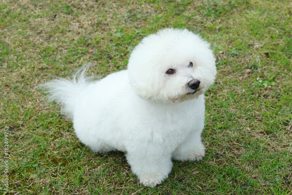 ビションフリーゼ