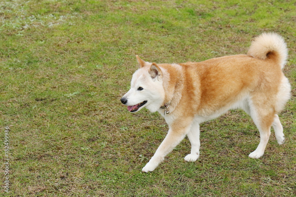 柴犬 柴犬