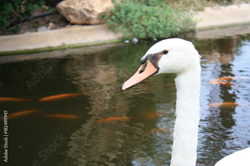 Geese swimming in water containing fish.