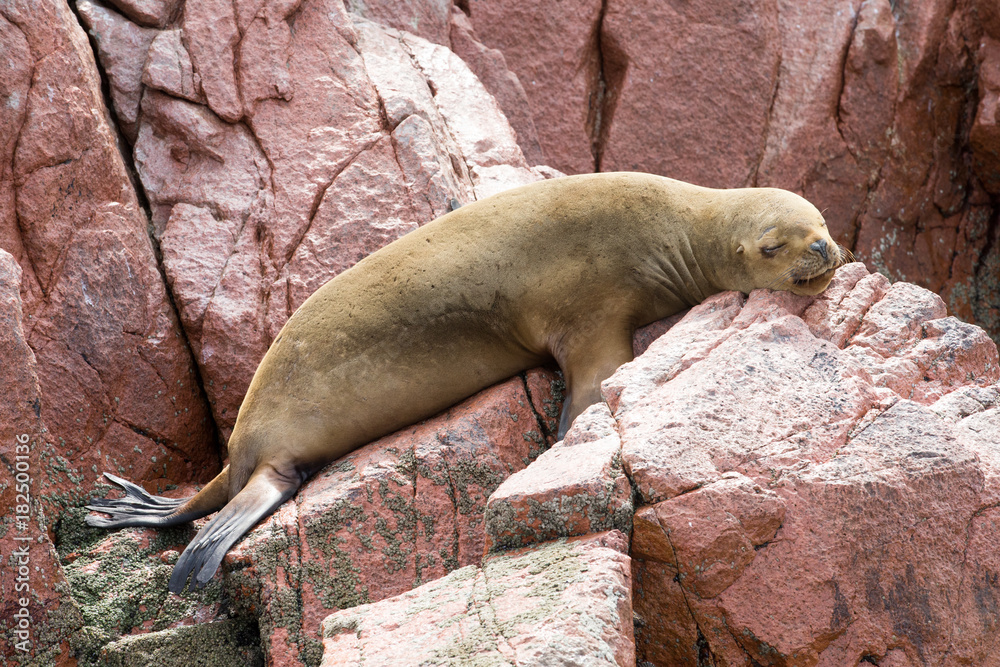 Fototapeta premium Fur seal rests on rock