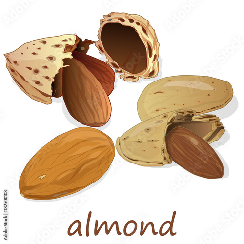 Almond isolated. Nuts on white background.
