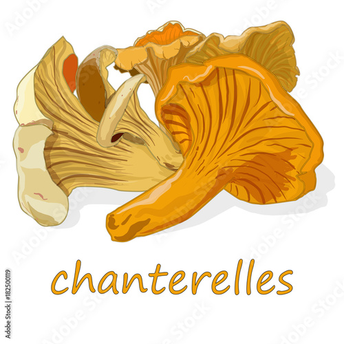 Chanterelles or girolles mushrooms (Cantharellus cibarius)