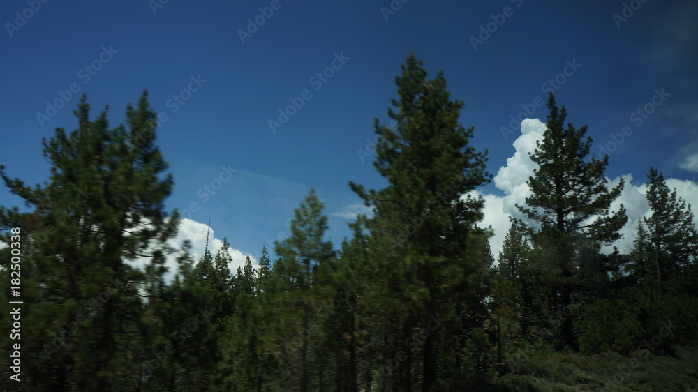 Forest. Landscape tree nature and sky. Forest. Landscape tree nature and sky.