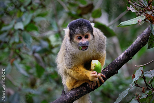 Black-capped squirrel monkey, South Africa © Michael