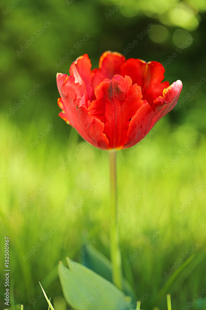 Obraz premium one red tulip on a green blurred grass background. Flower tulip. Flower natural background