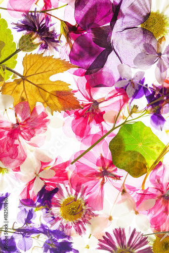 colorful dry flowers